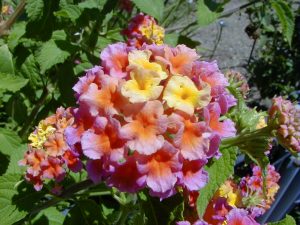 Lantana Wisconsin Horticulture