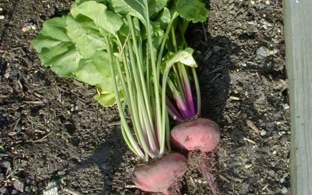 image of beet roots