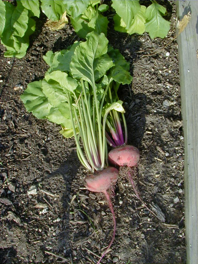 Chioggia Beets