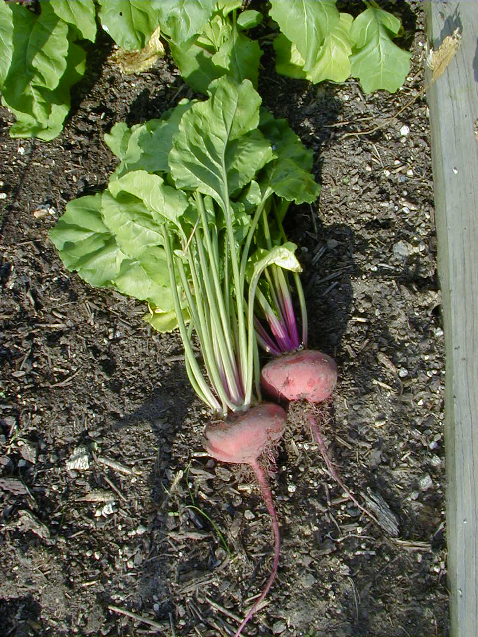 image of beet roots