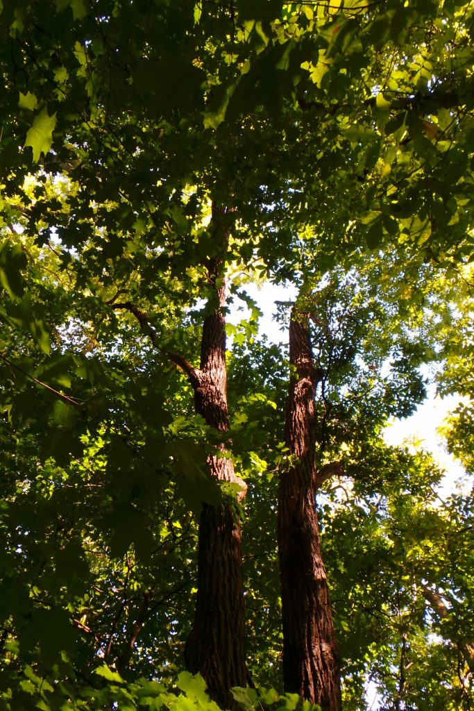Landscaping In Spite of Black Walnuts