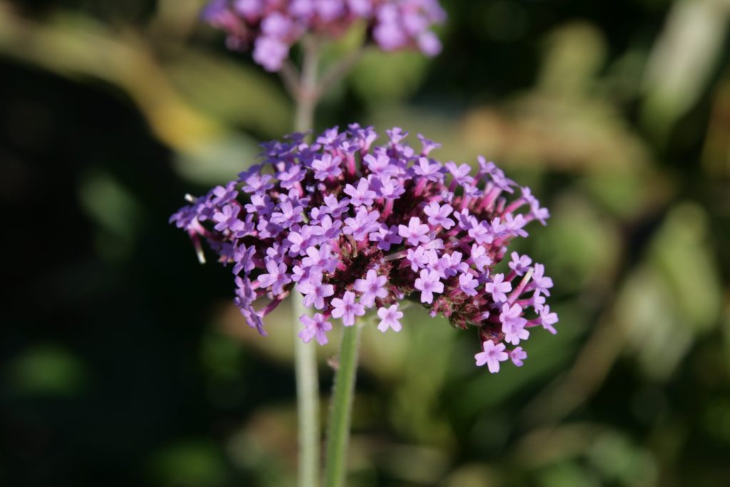 Verbena bonariensis
