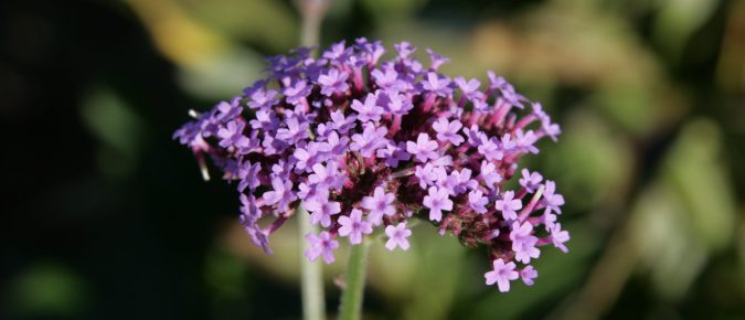 Verbena bonariensis