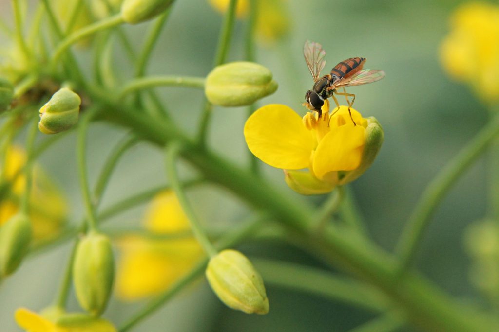 Hover, Flower or Syrphid Flies (Syrphidae)