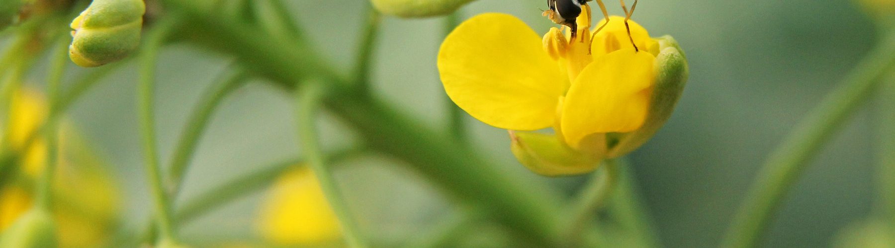 image insect on flower