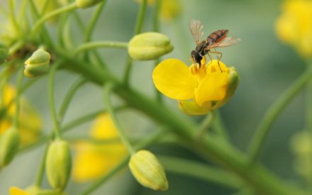 image insect on flower