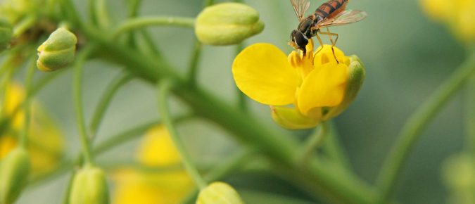 Hover, Flower or Syrphid Flies (Syrphidae)