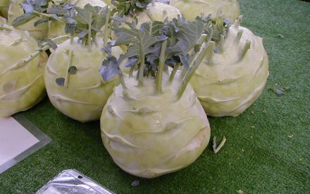 Kohlrabi, <em>Brassica olearcea</em> var. <em>gongylodes</em>