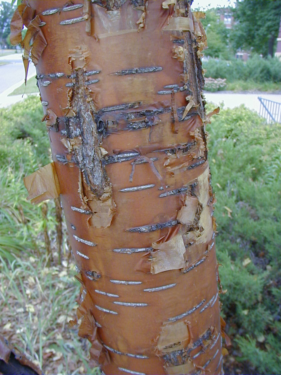 image of tree bark