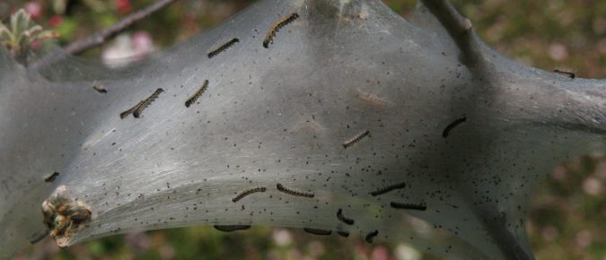 Eastern Tent Caterpillar, Malacosoma americanum