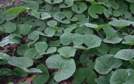 Wild Ginger, <em>Asarum</em> spp.