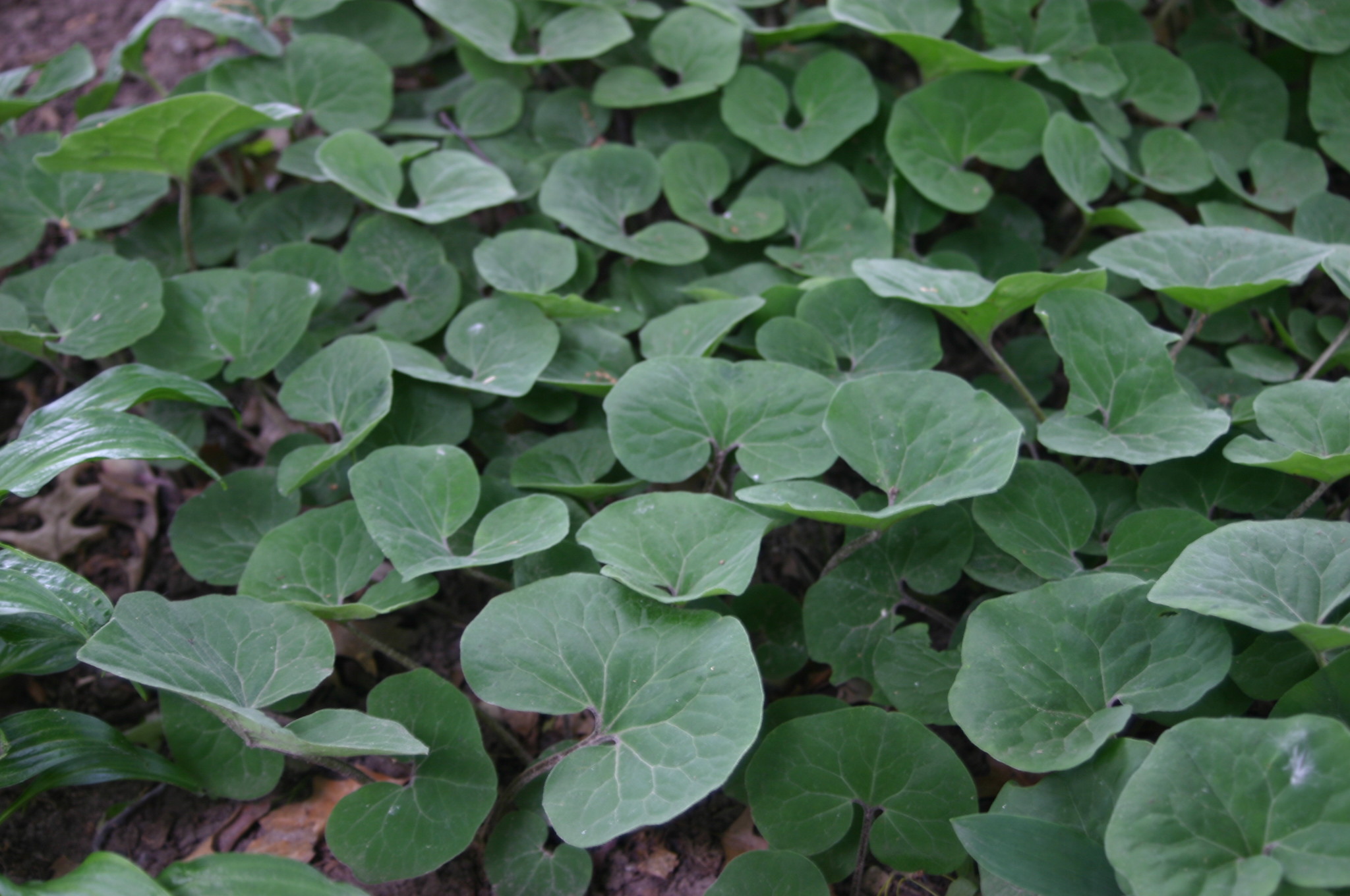 image of groundcover plants