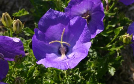 image of purple flower