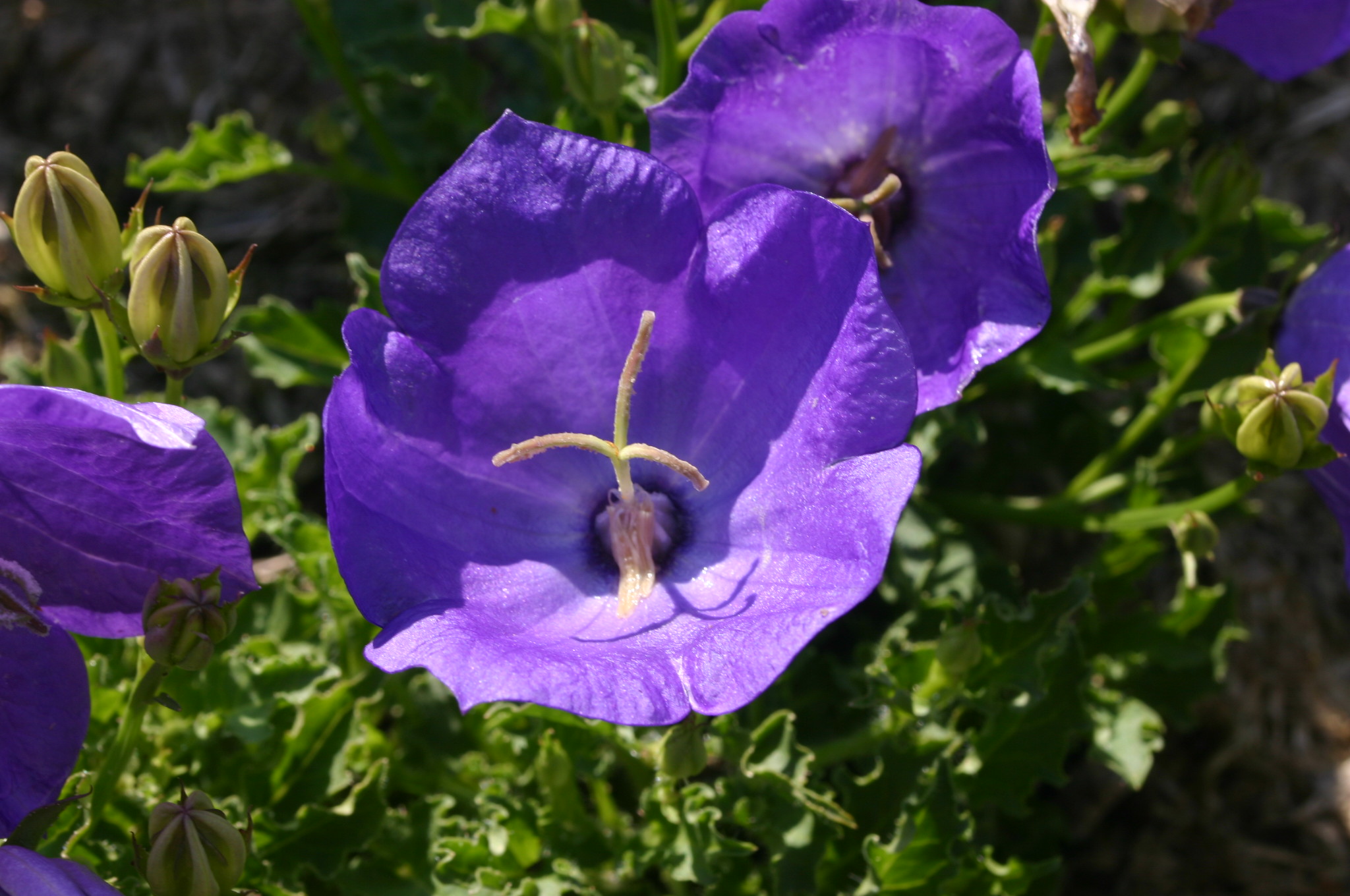 image of purple flower