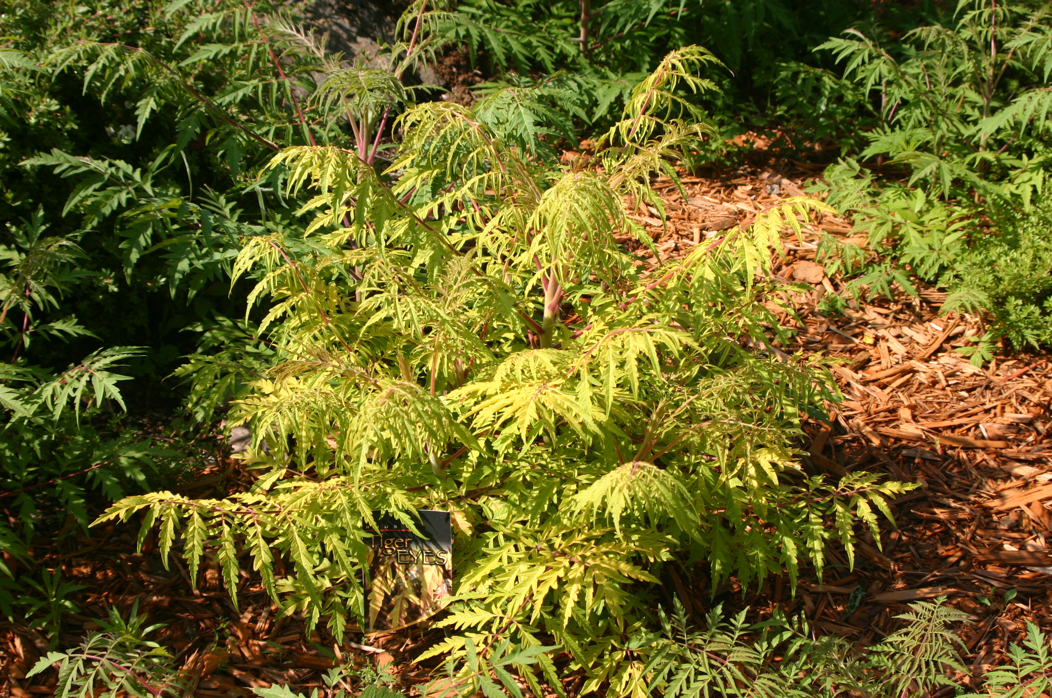 image of small tree