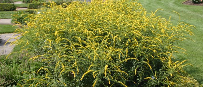 ‘Fireworks’ Goldenrod, Solidago rugosa