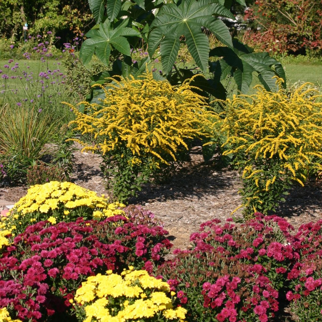 Goldenrod 'Fireworks' planted among yellow and magenta mums