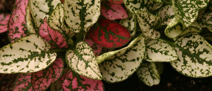 Polka Dot Plant, Hypoestes phyllostachya