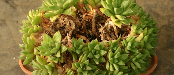 Haworthias – Super Succulents for Small Spaces