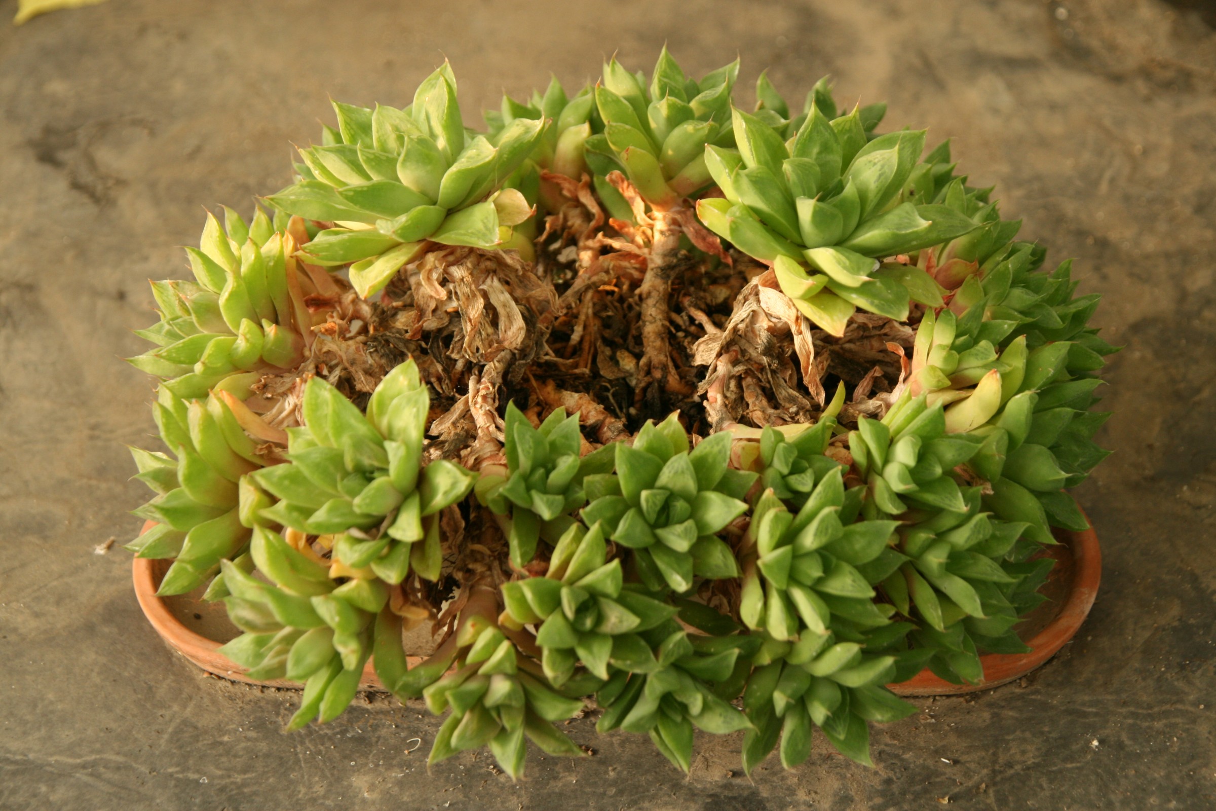 image of potted plant