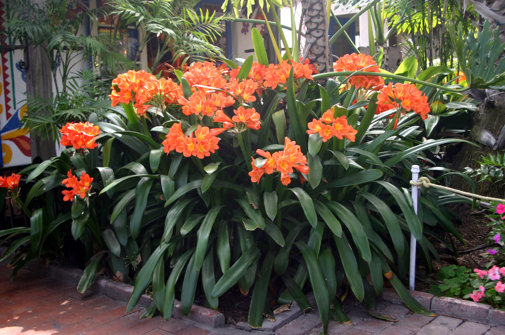 image of flowering plant