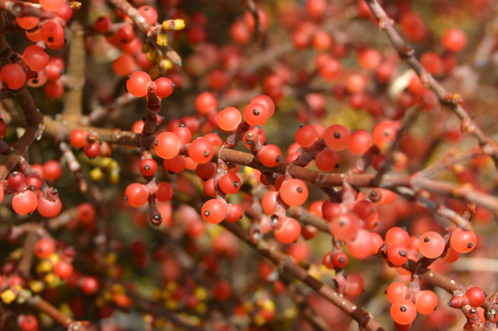 Mistletoe