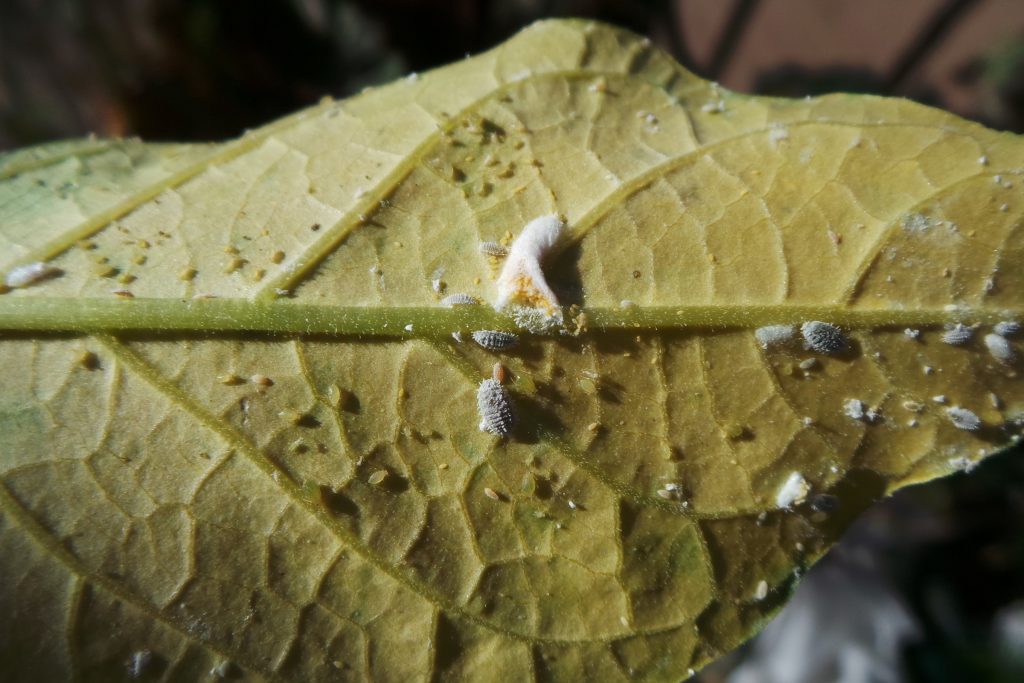 Mealybugs