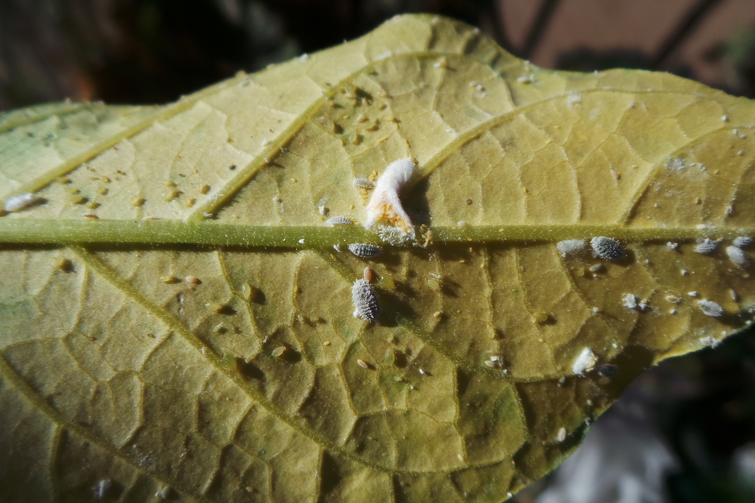 image of pest on leaf