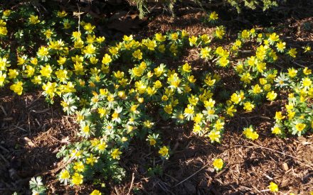 Winter Aconite, <em>Eranthis hyemalis</em>