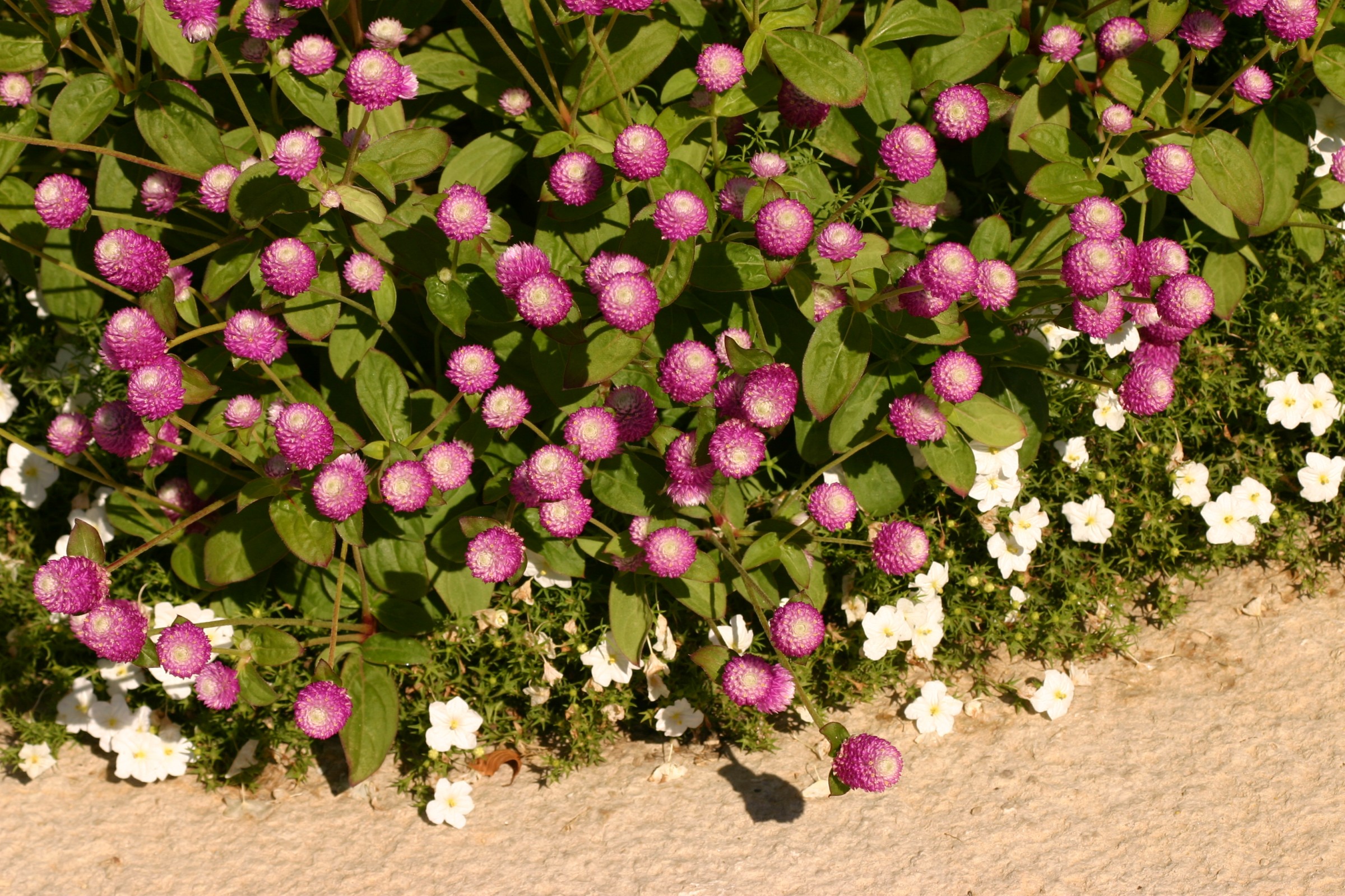 image of flowers