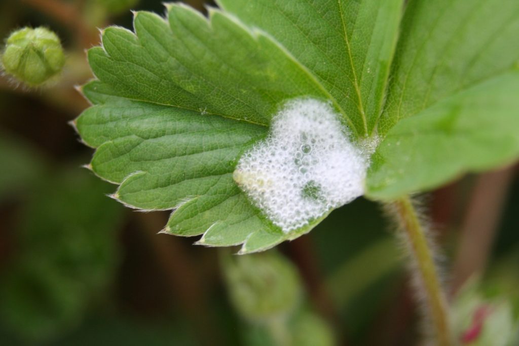 Spittlebugs