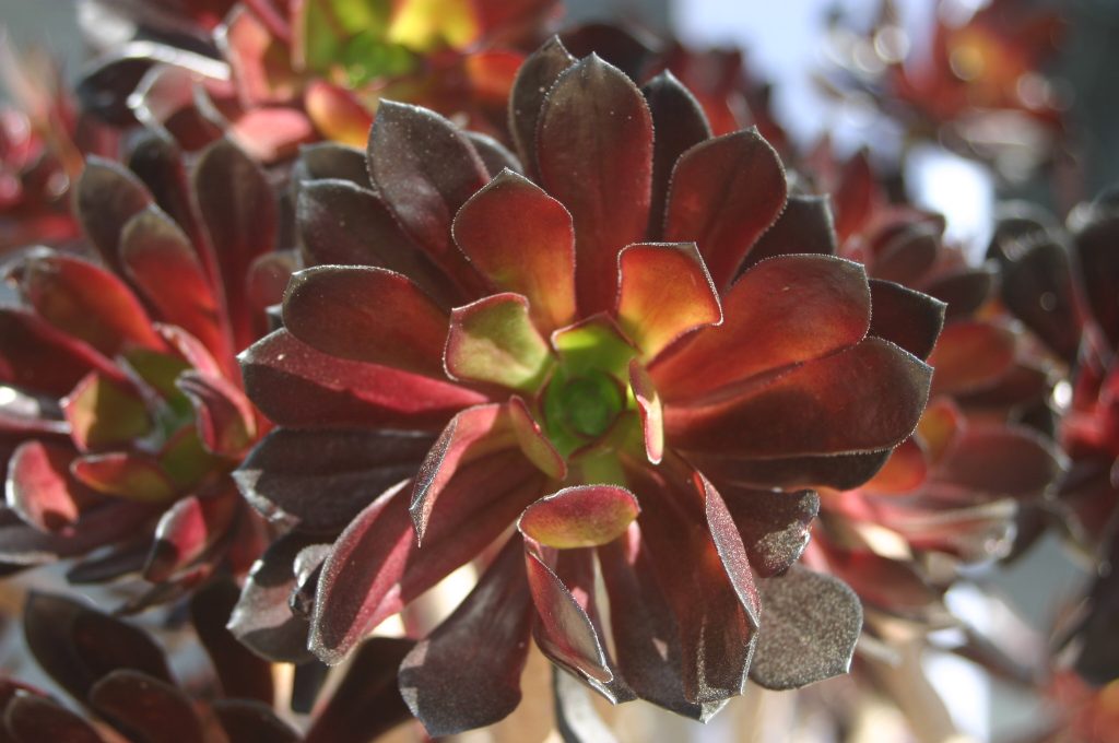 Aeonium