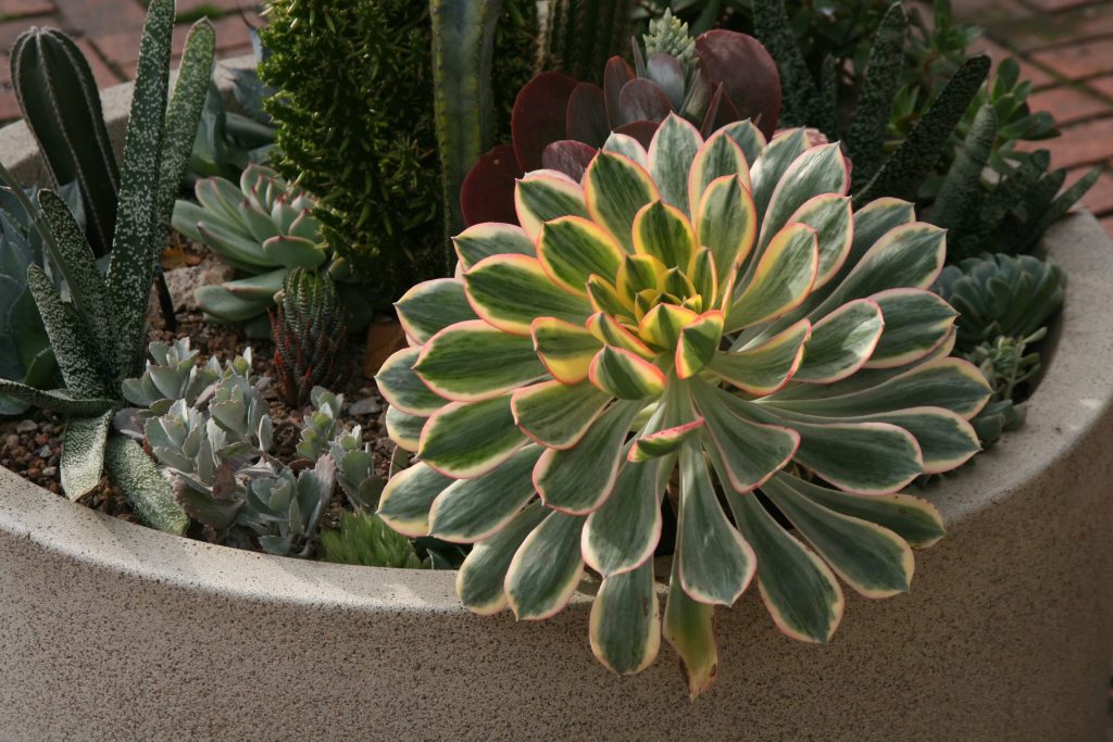 Aeonium