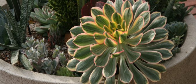 Aeonium