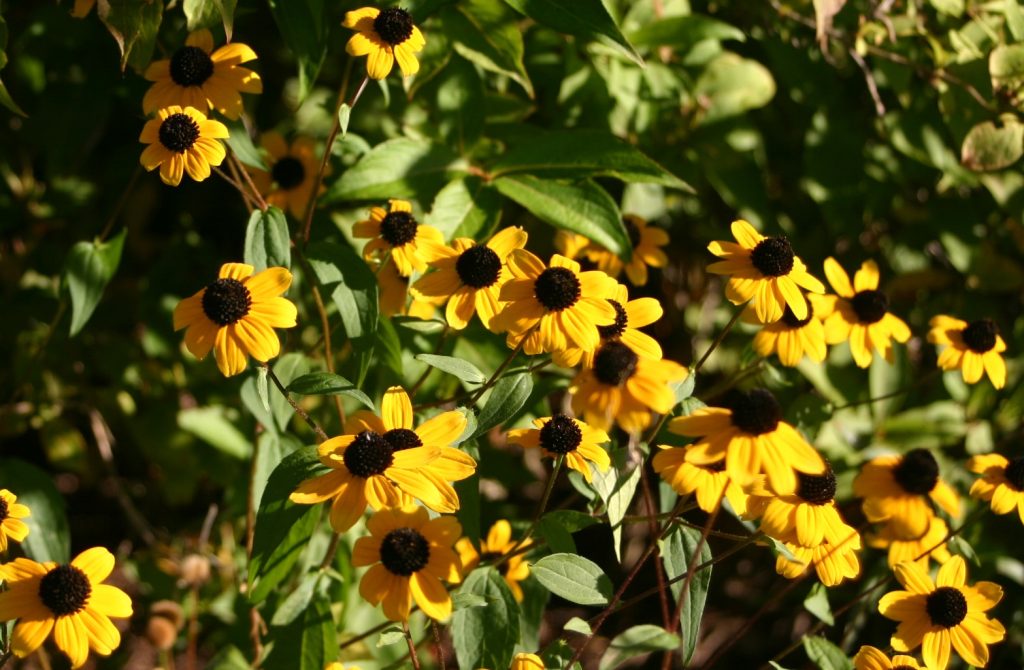 Brown-eyed Susan, Rudbeckia triloba