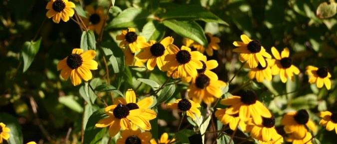 Brown-eyed Susan, Rudbeckia triloba