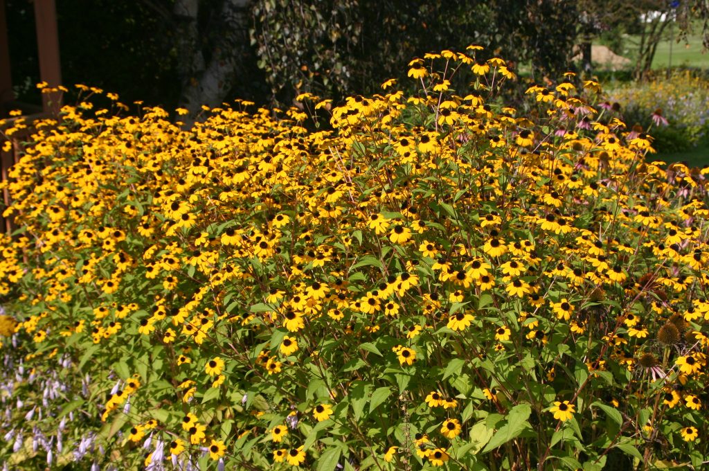 Rudbeckia triloba is covered with flowers when in bloom.