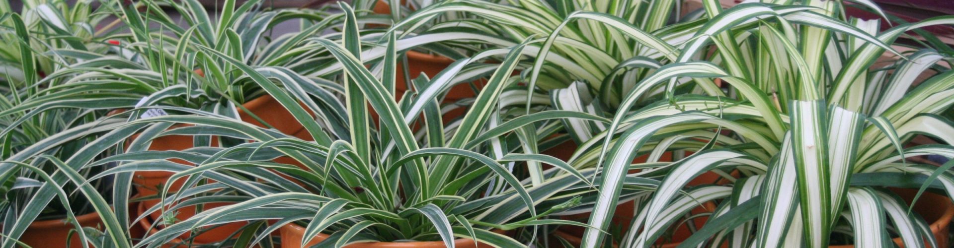 image of plant