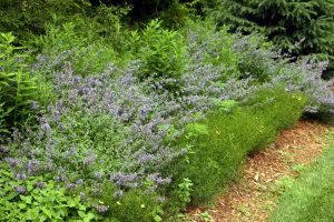 Nepeta xfaassenii ‘Walker’s Low’ – Wisconsin Horticulture