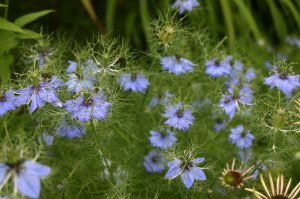 Love-in-a-Mist, Nigella damascena – Wisconsin Horticulture