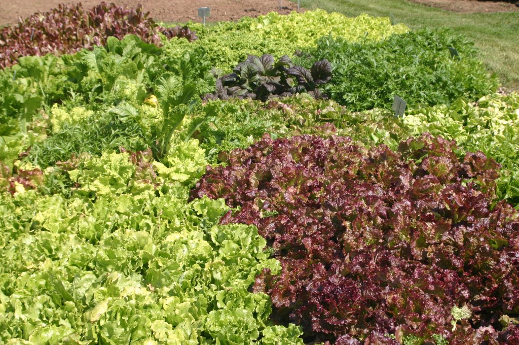 Lettuce Shows