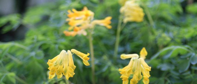 Yellow Corydalis, Corydalis lutea