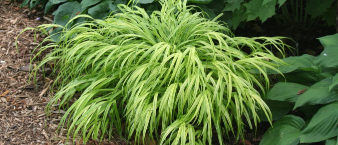 Hakone Grass, Hakonechloa macra
