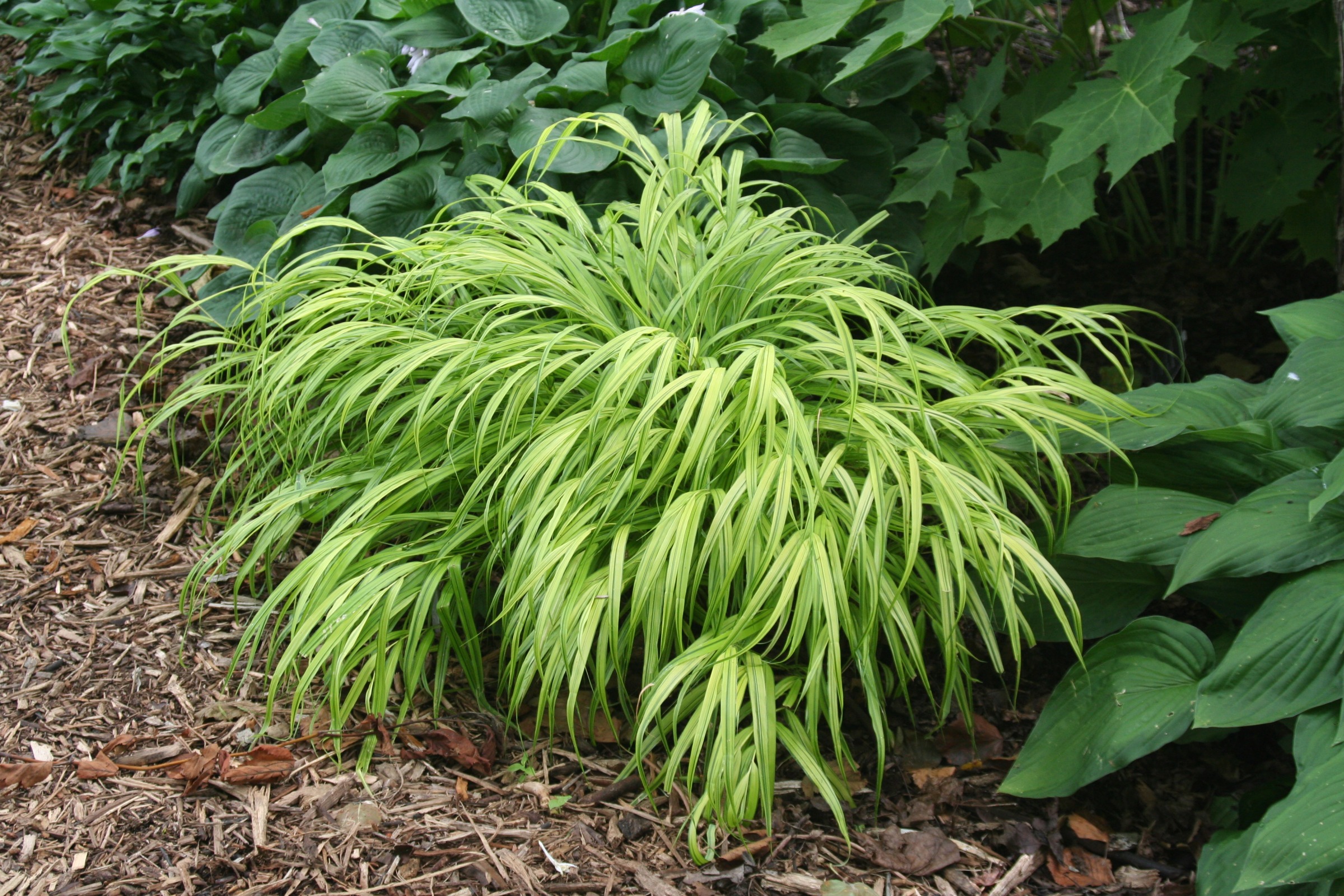 Japanese Forest Grass