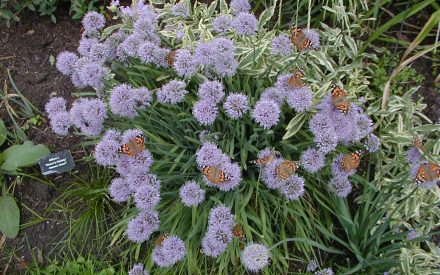 German Garlic, <em>Allium senescens</em> ssp. <em>glaucum</em>
