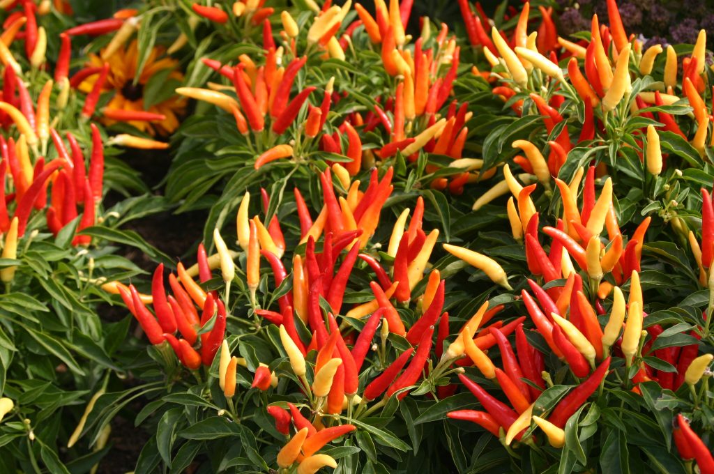 A Pepper for Every Pot