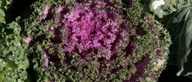 Ornamental Cabbage and Kale, Brassica oleracea