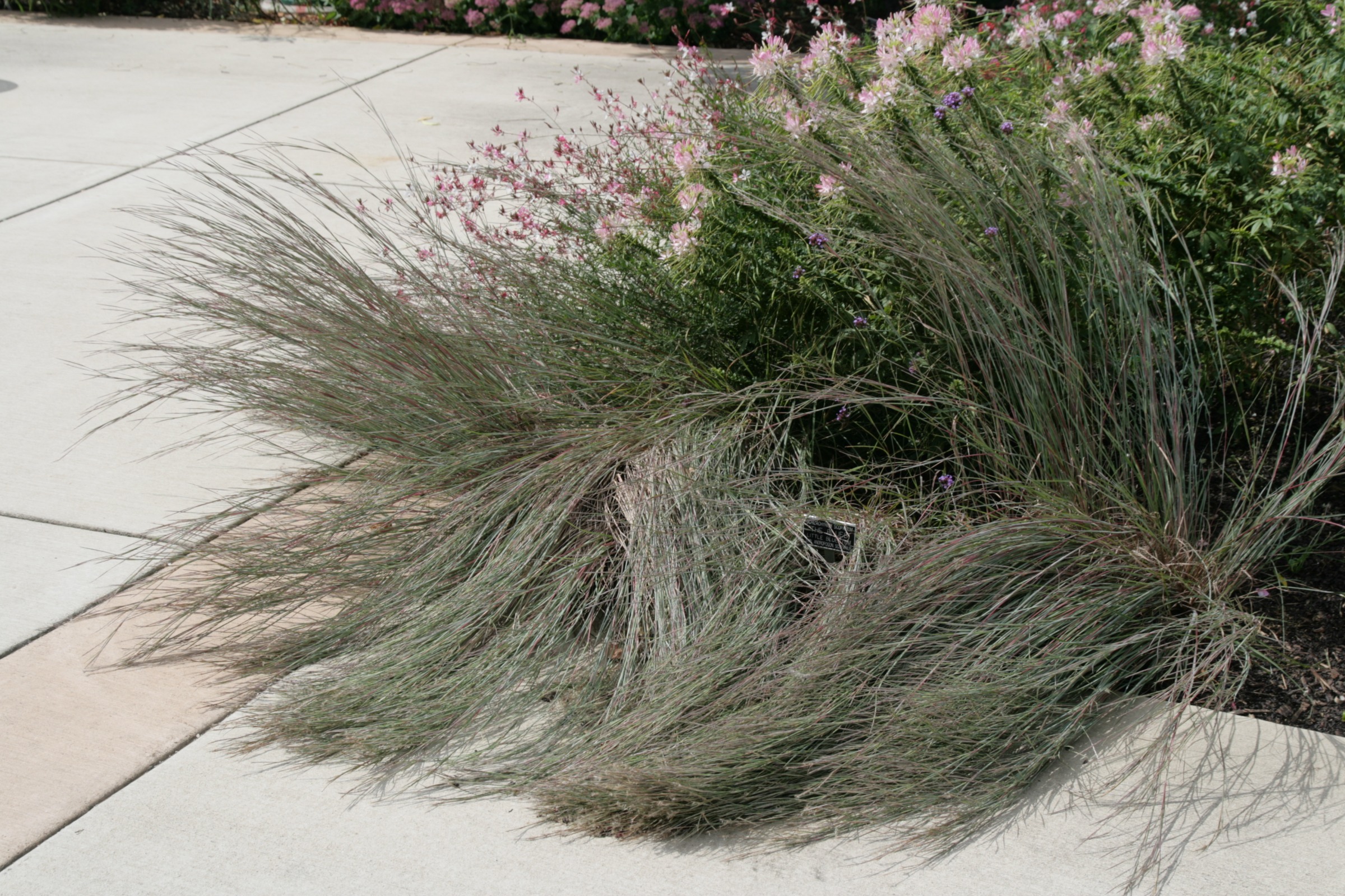 Little bluestem is prone to lodging in rich soils.