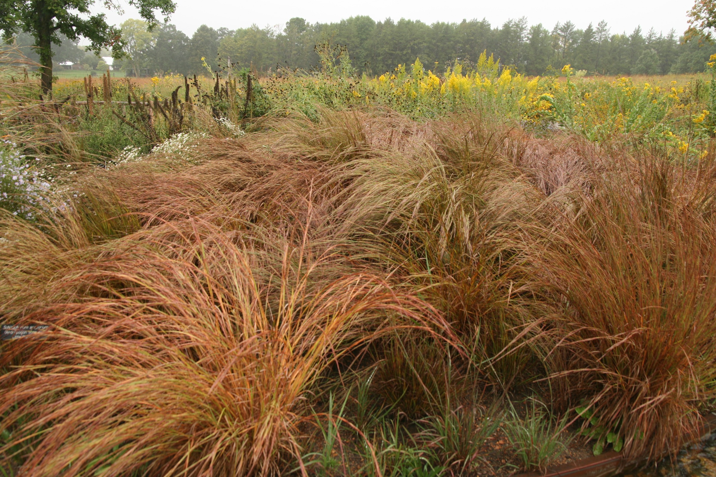 Little Bluestem transitions from green to copper throughout fall