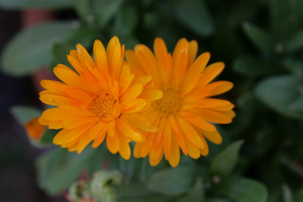 Two orange calendula blossoms